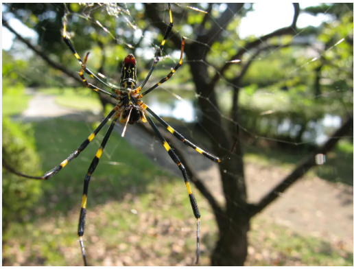 Spider in Tennessee: The Weird, Wonderful, and Completely Intriguing Truth About Spiders